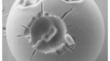 Scanning electron micrograph of a 2.95 µm silica particle. Each of the three craters was ablated by a single femtosecond pulse.  © Max Planck Institute for the Science of Light