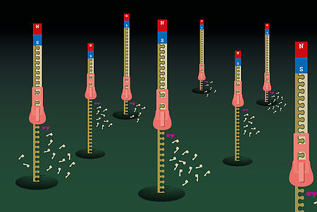 An artistic interpretation of magnetic tweezers. Illustration: MPZPM / Susanne Viezens